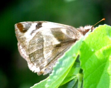 WHITE-SKIPPER, LAVIANA (Heliopetes laviana) (1-9-09) harlingen, tx  (3)