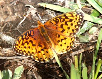 FRITILLARY, MORMON (Speyeria mormonia) (8-19-13) fem, 9000 ft, just s of stunner pass, conejos co, co -02