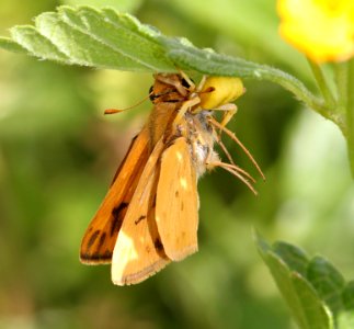 SKIPPER, FIERY (Hylephila phyleus) (9-7-11) male, being consumed by spider, 78 circulo montana, patagonia lake ranch estates, scc, az