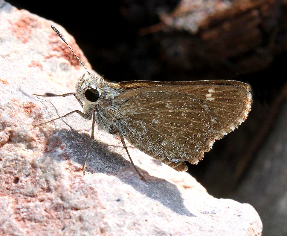 ROADSIDE-SKIPPER, TEXAS (Amblyscirtes texana) (7-31-12) culverts, harshaw road, patagonia mts, scc, az  (2)