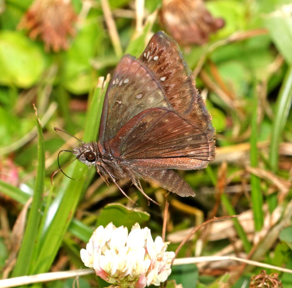 DUSKYWING, JUVENAL'S ( Erynnis juvenalis) (6-3-2017) campground road, outer banks,  dare co, nc -05