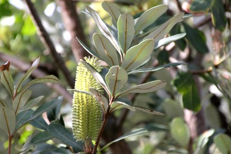 Banksia integrifolia. Coast Banksia