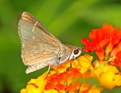 SKIPPER, JULIA'S (Nastra julia) (2-29-12) s padre island birding center, tx - (3)