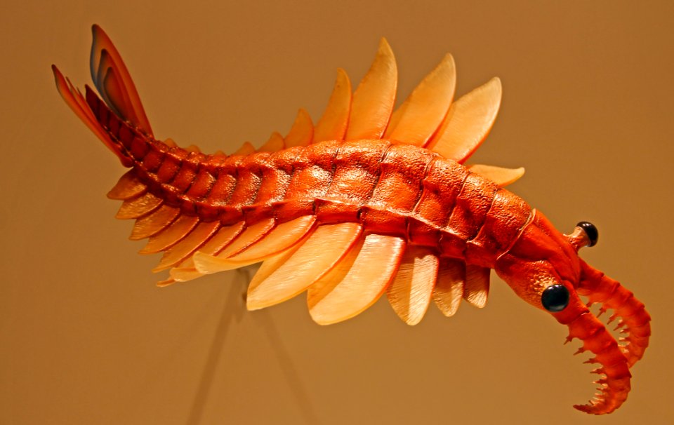 Prehistoric "Shrimp"