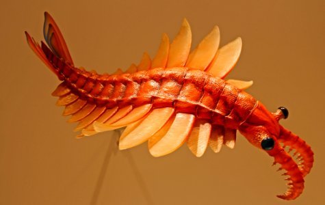 Prehistoric "Shrimp"
