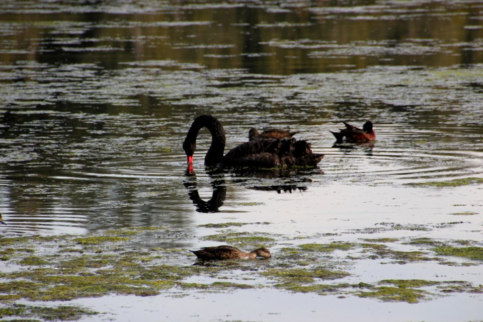 Black Swan. Cygnus atratus