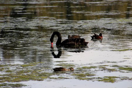 Black Swan. Cygnus atratus