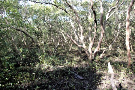 Avicennia marina. Grey Mangrove