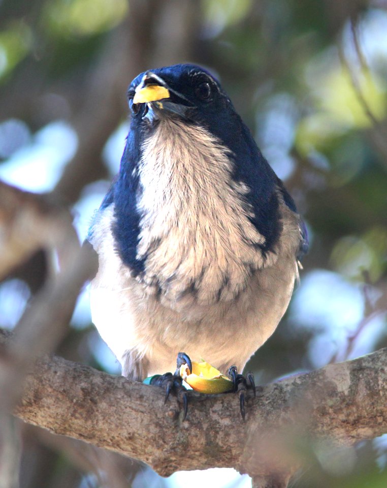 641 - ISLAND SCRUB JAY (9-27-13) santa cruz island, santa barbara co, ca -15