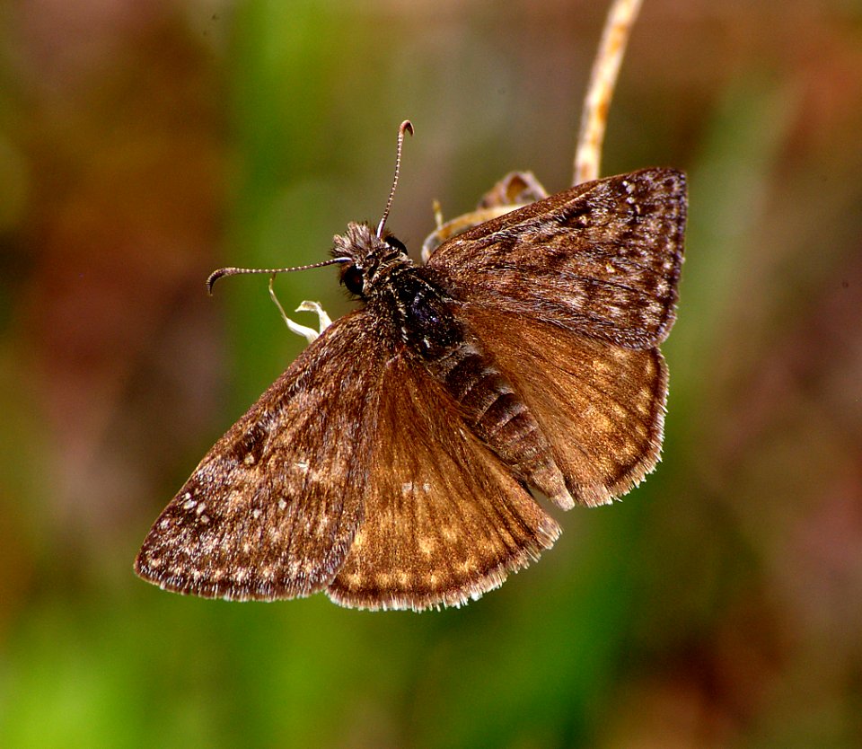 DUSKYWING, ROCKY MOUNTAIN (erynnis telemachus) (5-20-07) fem, los alamos,nm  (1)