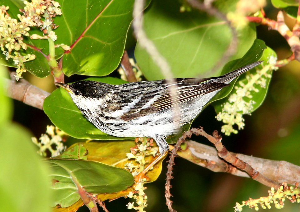 831 - BLACKPOLL WARBLER (5-4-14) dry tortugas, monroe co, fl -02