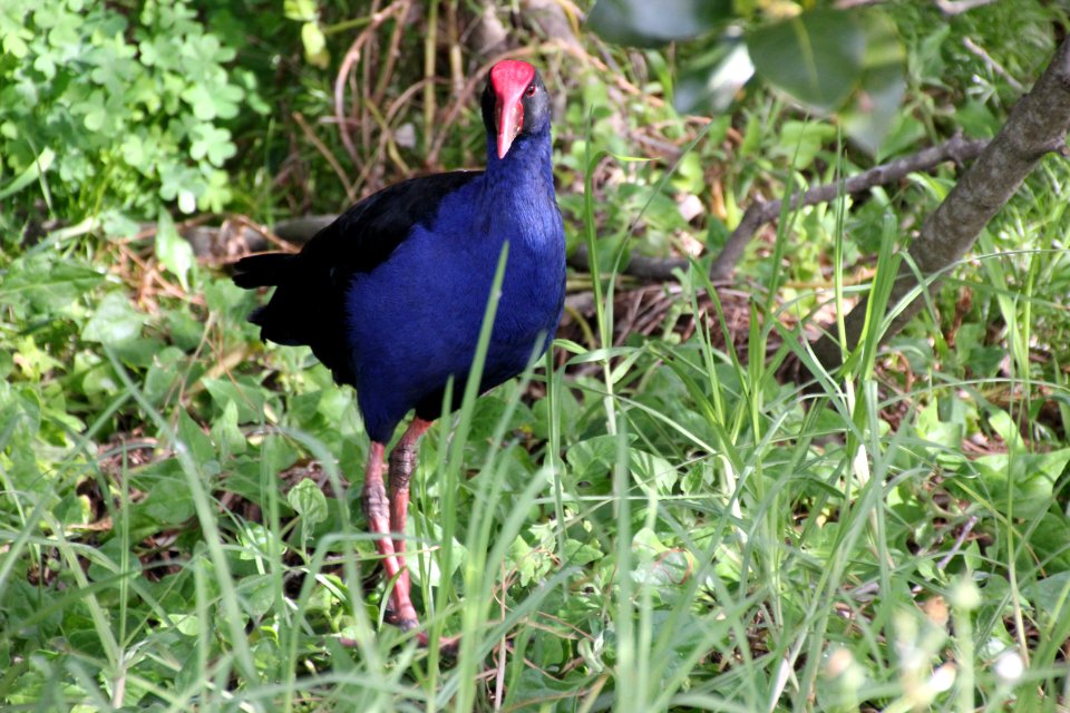 Purple Swamphen. Porphyrio porphyrio