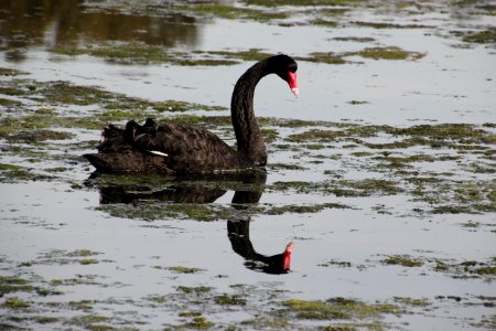 Black Swan. Cygnus atratus