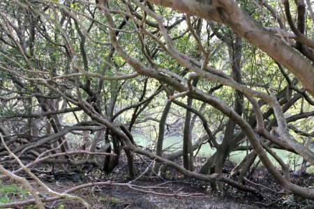 Avicennia marina. Grey Mangrove