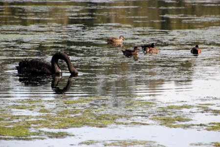 Black Swan. Cygnus atratus