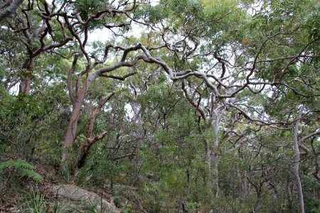 Angophora sp. near Taronga Zoo