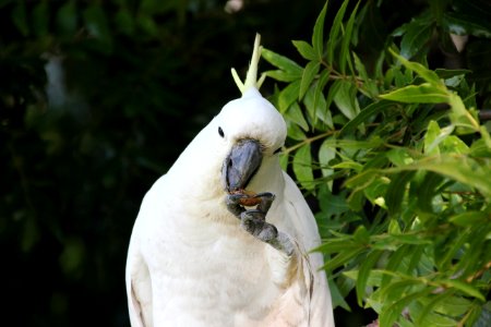 Sulphur-crested Cockatoo. Caratua galerita