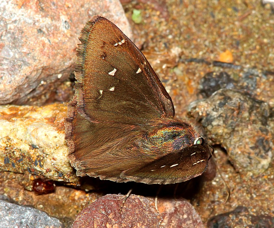 CLOUDYWING, NORTHERN (Thorybes pylades) (7-30-11) harshaw road, scc, az - 03