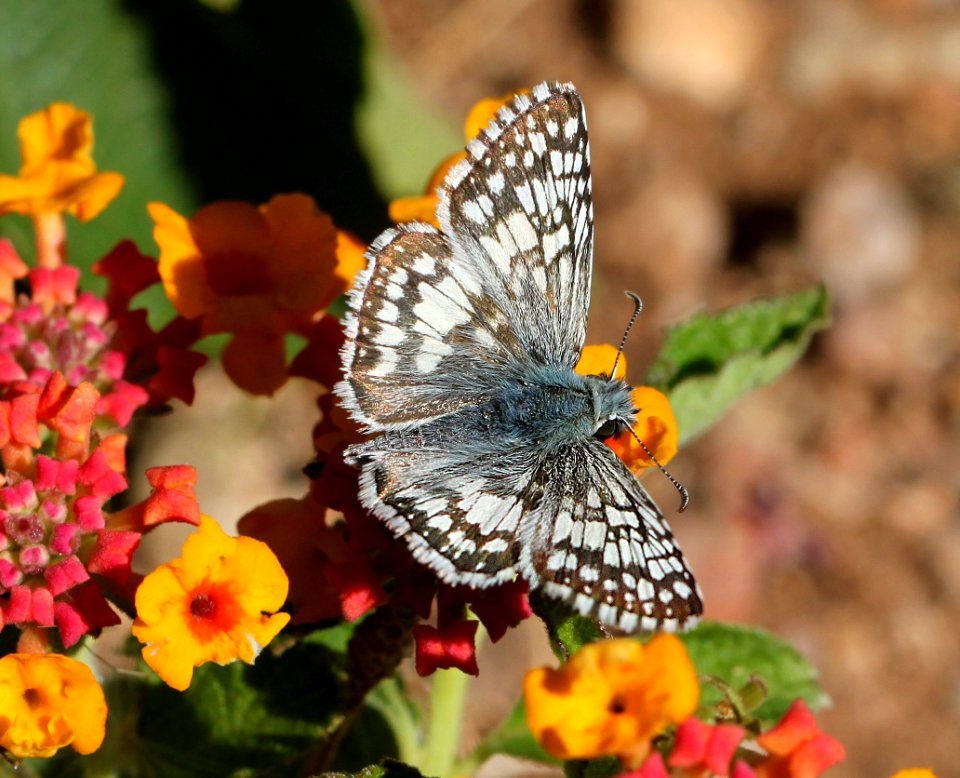 CHECKERED-SKIPPER, COMMON or WHITE (Pyrgus communis or albescens) (10-23-11) 78 circulo montana, patagonia lake ranch estates, scc, az  (1)