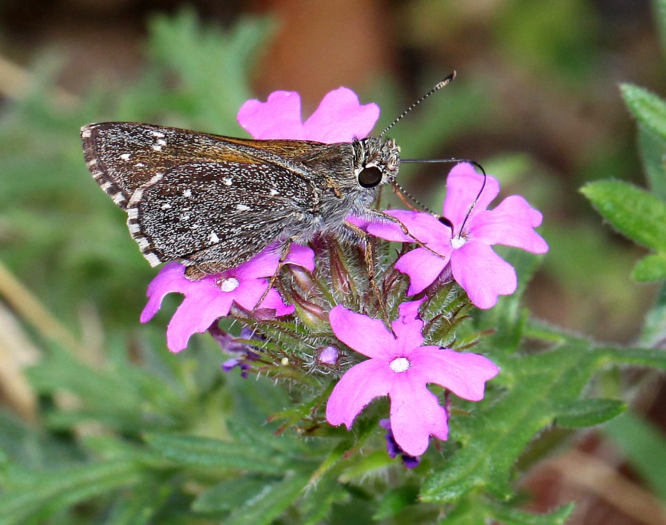 ROADSIDE-SKIPPER, LARGE (Amblyscirtes exoteria) (7-12-12) madera cyn, scc, az  (4)