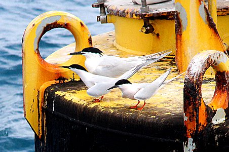 386 - ROSEATE TERN (5-3-14) en-route to dry tortugas, monroe co, fl -03