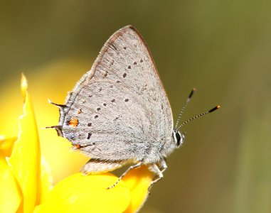 HAIRSTREAK, CALIFORNIA (Satyrium californica) (6-18-2014) standish-hickey state rec area, mendocino co, ca  (35)