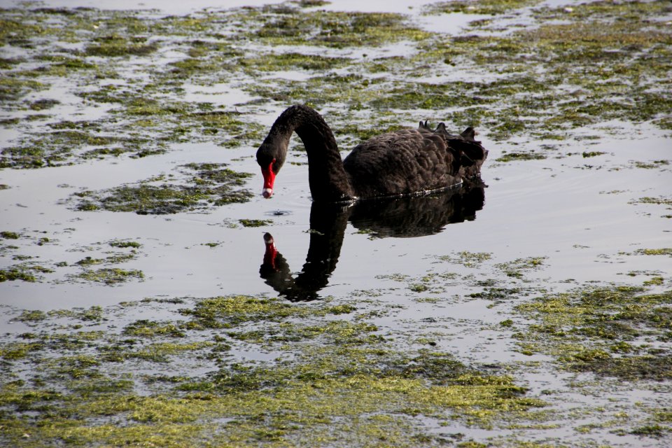 Black Swan. Cygnus atratus