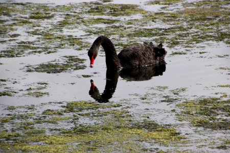 Black Swan. Cygnus atratus