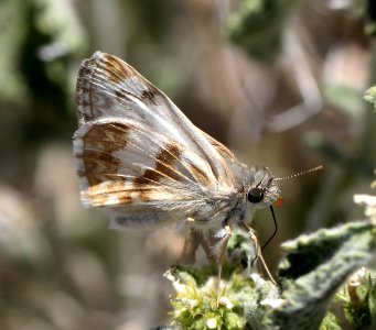 WHITE-SKIPPER, NORTHERN (Heliopetes ericetorum) (6-5-13) male, oak springs trilobite site, lincoln co, nevada  (3)