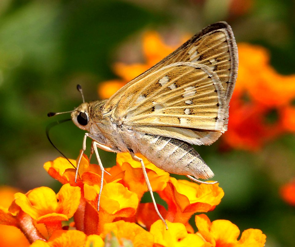 SKIPPER, CARUS (Polites carus) (9-1-11) 78 circulo montana, patagonia lake ranch estates, scc, az  (5)