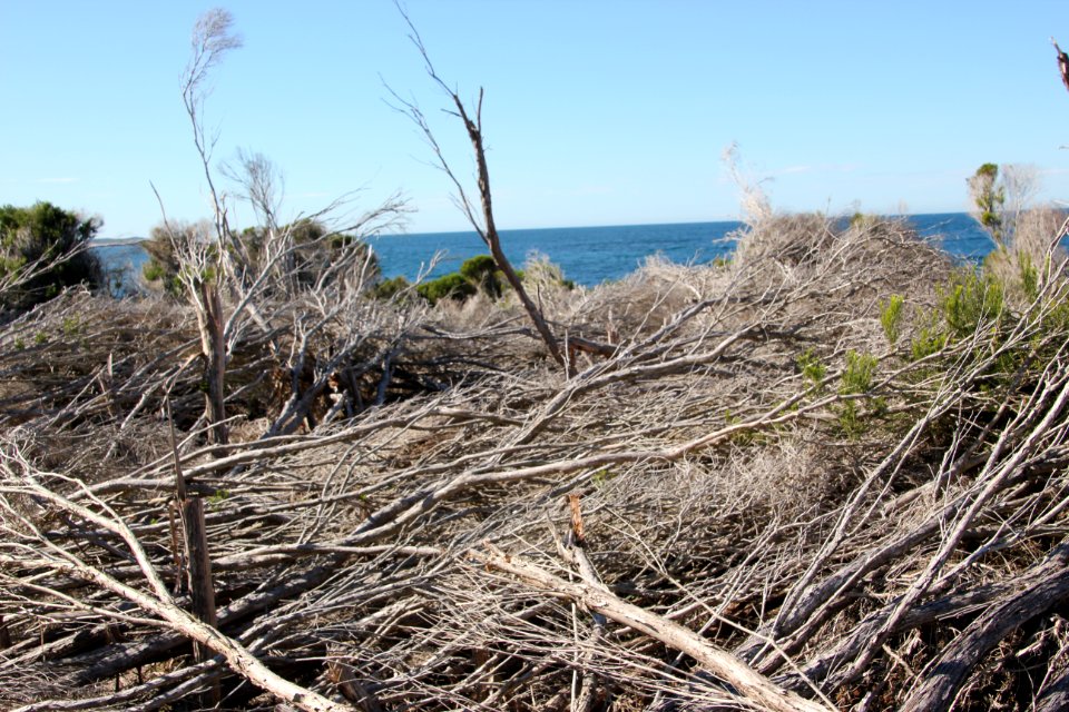 Bundeena-100816 56