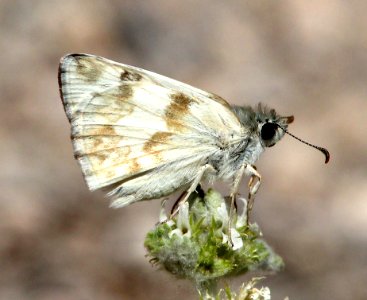 WHITE-SKIPPER, NORTHERN (Heliopetes ericetorum) (6-5-13) male, oak springs trilobite site, lincoln co, nevada  (4)
