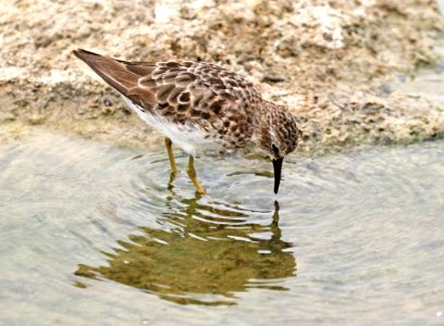 317 - LEAST SANDPIPER (8-3-2017) chicago marsh, santa clara co, ca -01