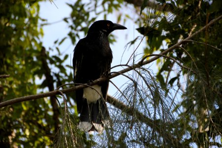 Currawong