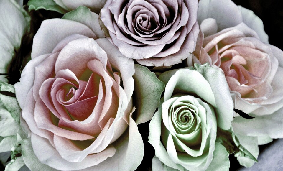 Nature blossom white