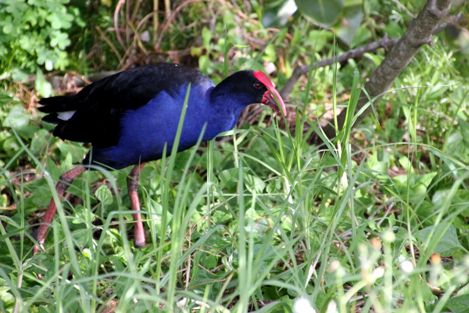 Purple Swamphen. Porphyrio porphyrio