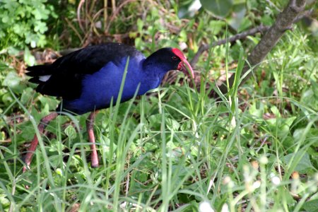 Purple Swamphen. Porphyrio porphyrio