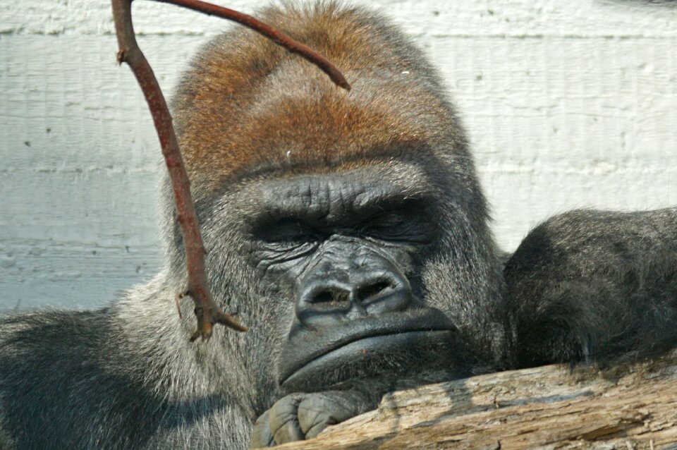 Silverback grim leader
