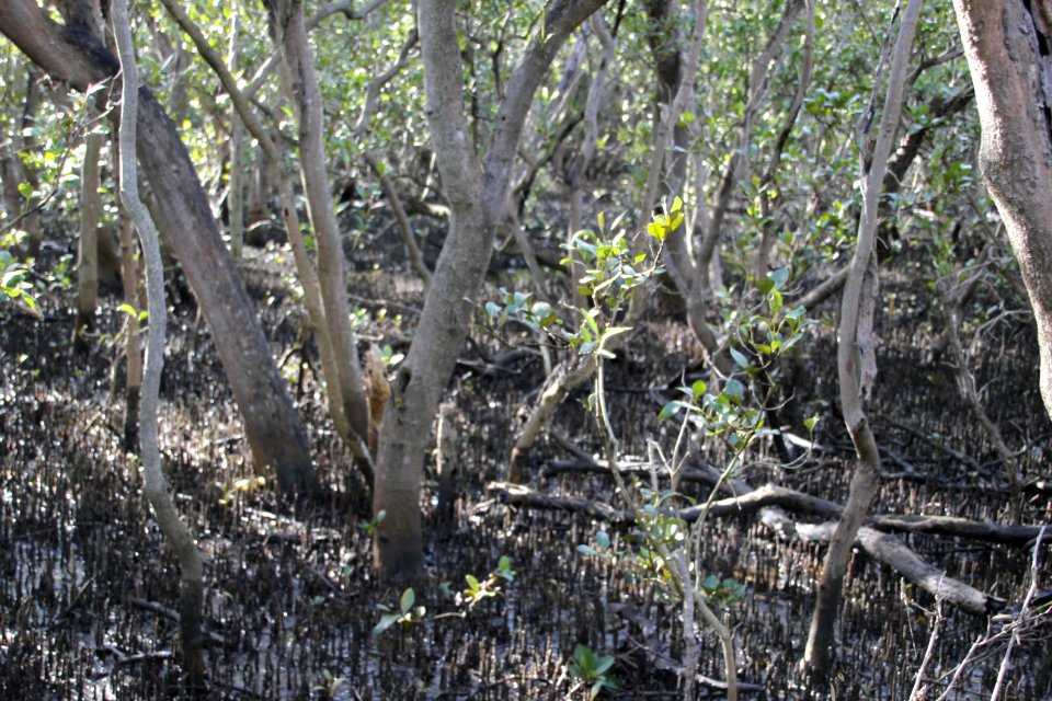 Avicennia marina. Grey Mangrove