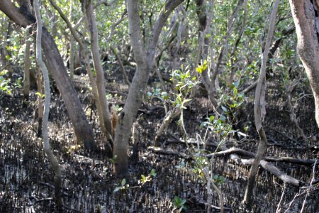 Avicennia marina. Grey Mangrove