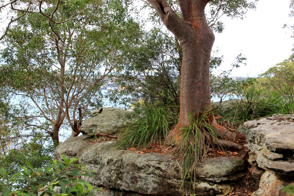 Angophora sp. near Taronga Zoo