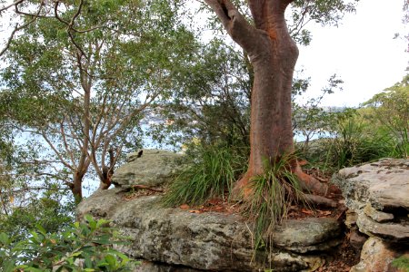 Angophora sp. near Taronga Zoo
