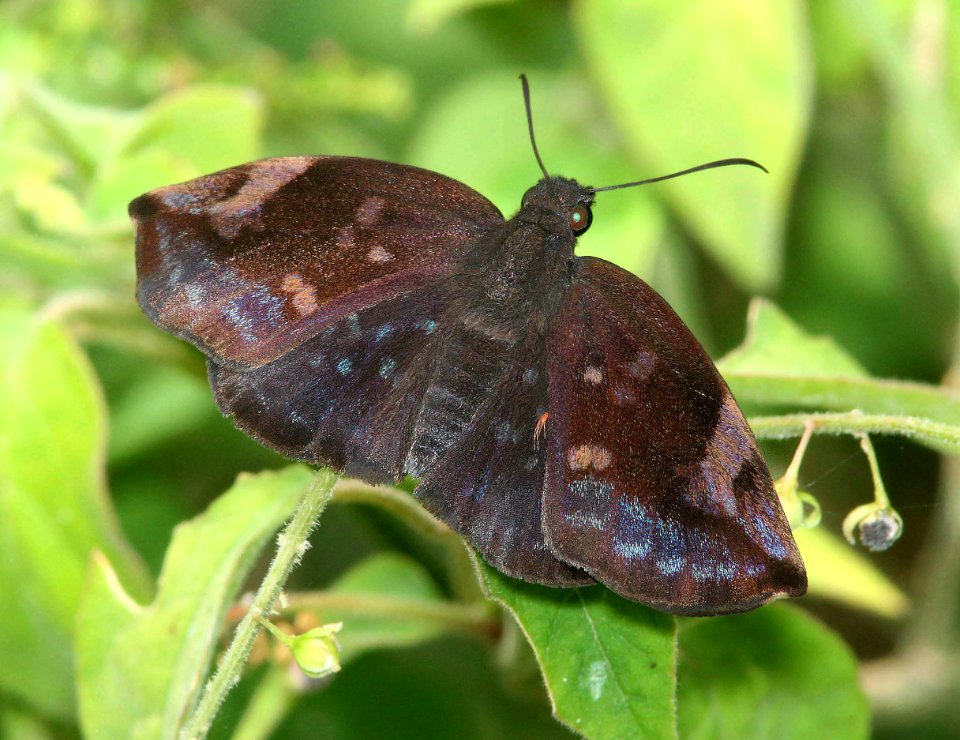 SKIPPER, SICKLE-WINGED (Eantis tamenund) (4-20-12) male, sabal palm sanctuary, brownsville, tx