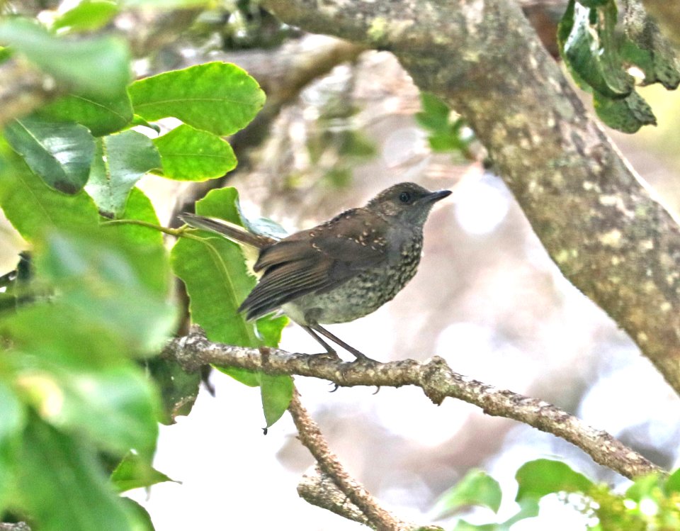 OMA'O (8-30-2017) hakalau forest national wildlife refuge, hawaii co, hawaii -01 immature