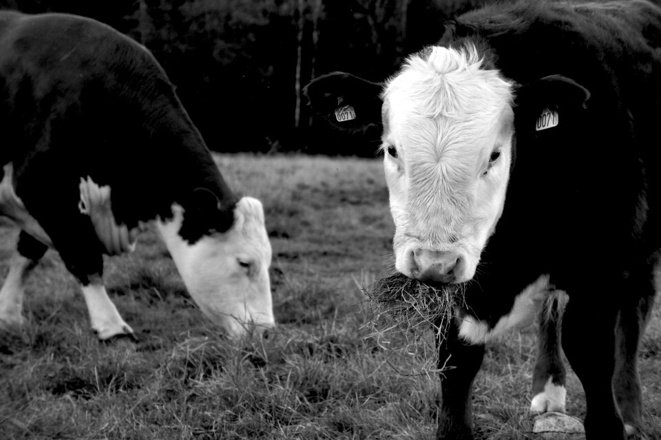 Photo grass black and white