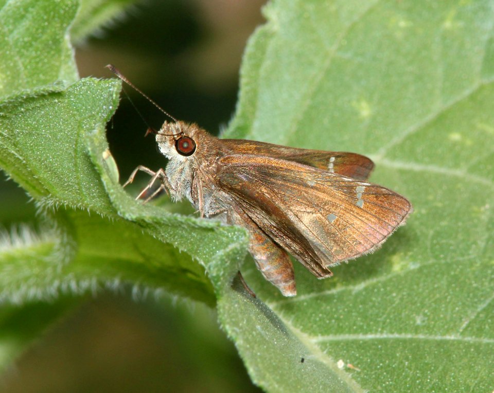 SKIPPER, FAWN-SPOTTED (Cymaenes odilia) (1-9-09) harlingen, tx   (7)