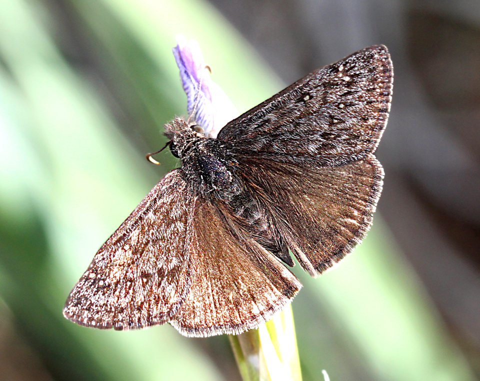 DUSKYWING, PERSIUS (Erynnis persius) (12-11-12) fem, west of williams, coconino co, az (3)