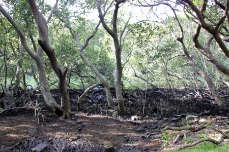 Avicennia marina. Grey Mangrove