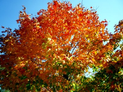 Fall Tree photo