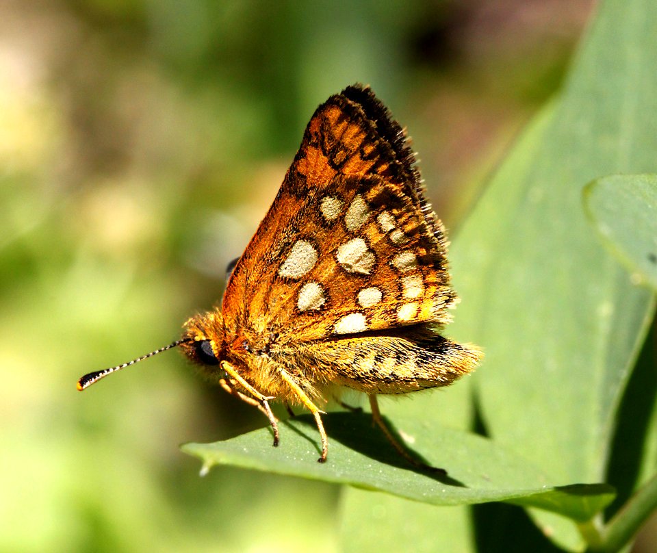 SKIPPER, ARCTIC (Carterocephalus palemon) (6-16-12) douglas co, or  (3)